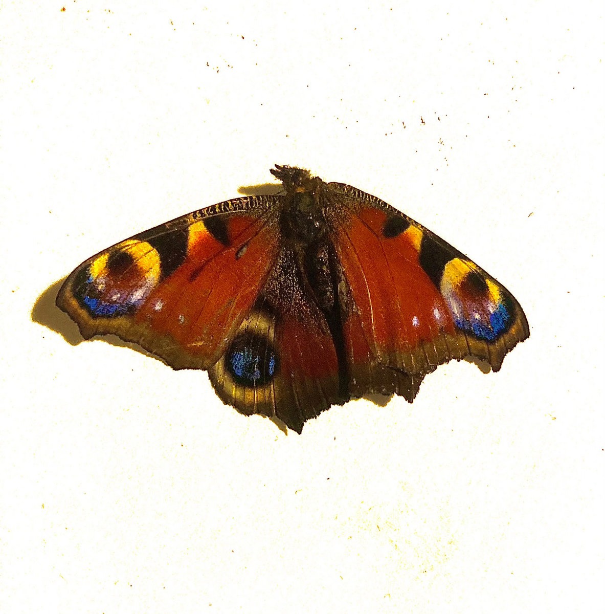 Lepidoptera album cover